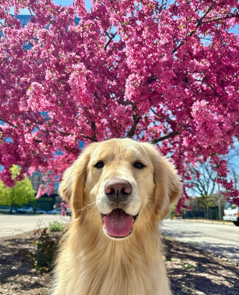 a golden retriever sits and looks directly at the camera. a gigantic tree is in full, bright pink blooms that completely fills the top half of the frame. both the dog’s fur and the tree are shimmering a little in the sunlight. in a delightful coincidence, the dog’s tongue almost perfectly matches the blossoms behind her.