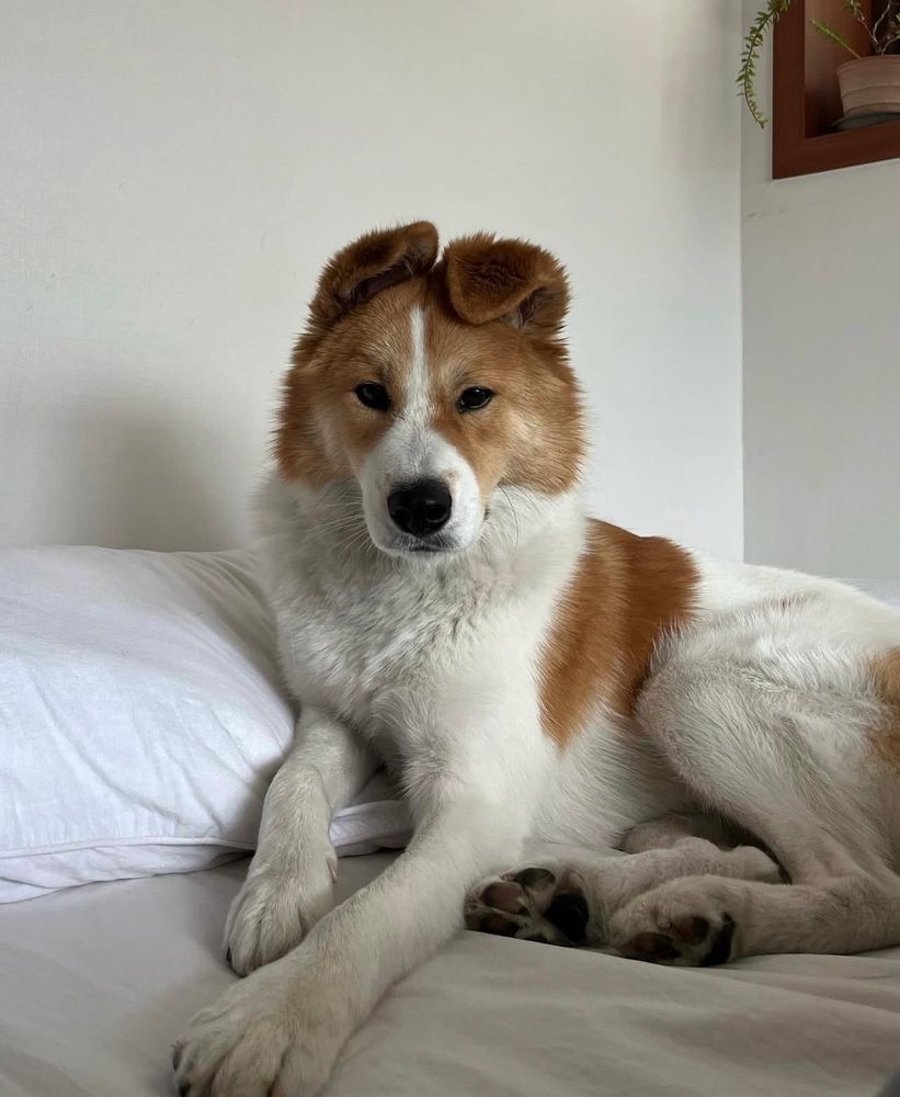 the brown and white dog lays on a bed while squinting his eyes. ears are still flopped vertically on his head