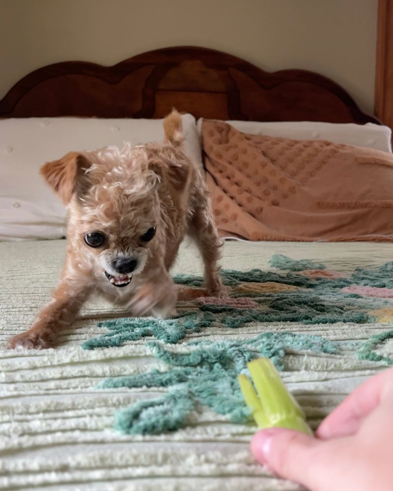 Spud has now taken a few steps back and assumed a fighting position. she’s set in downward dog as she stares at her opponent (the celery)
