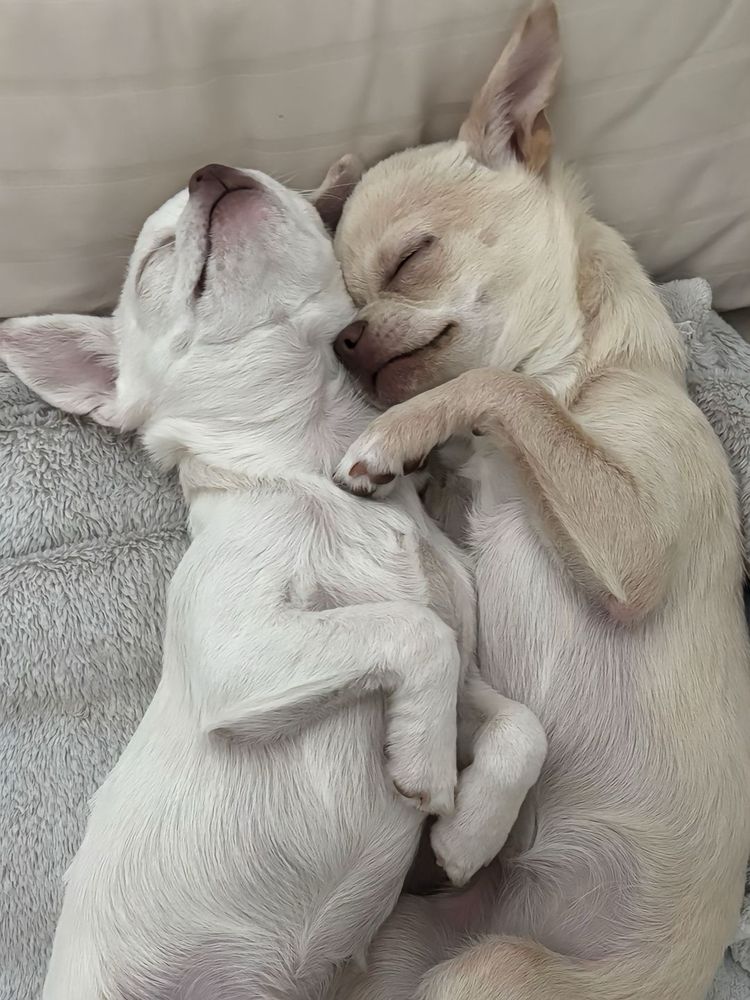 a birds eye view of the chihuahuas cuddling. the cream pup's nose is lifted up, and the tan pup's nose is resting on the cream pup's neck.
