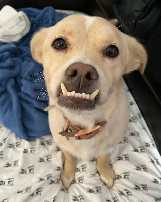 a cream-colored dog looks up at the camera with her ears back a bit. she has a magnificent underbite on display, with eight teeth sticking up from her bottom jaw like a little frame for her nose.