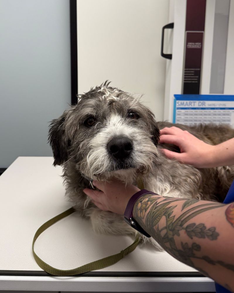 a gray and white scruffy terrier mix lays on an x-ray table. he looks at the camera with warm brown eyes and a pitiful expression.