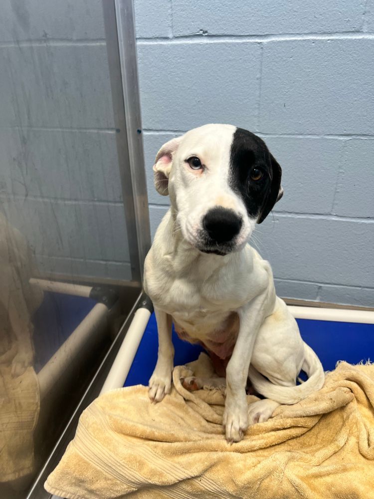 mama pearl, a mostly white dog with one black splotch over her left eye, sits on an elevated blue bed in a shelter. her tail curls around her back leg, and she has her ears back shyly.