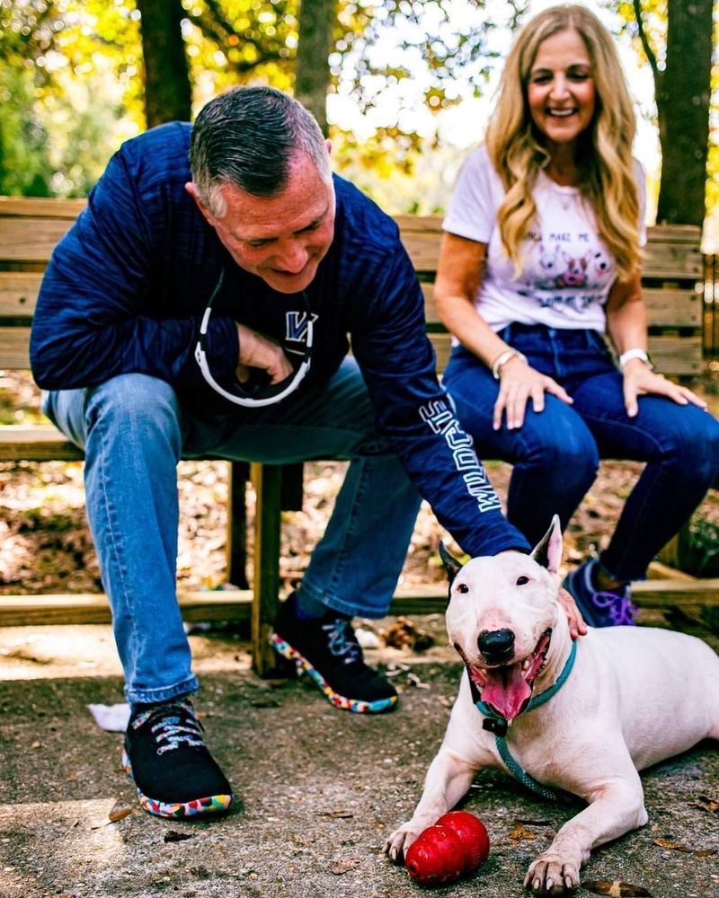 a white dog with brown pointed ears lays on the ground smiling with their tongue sticking out. the dog is being pet by one of their owners on their back