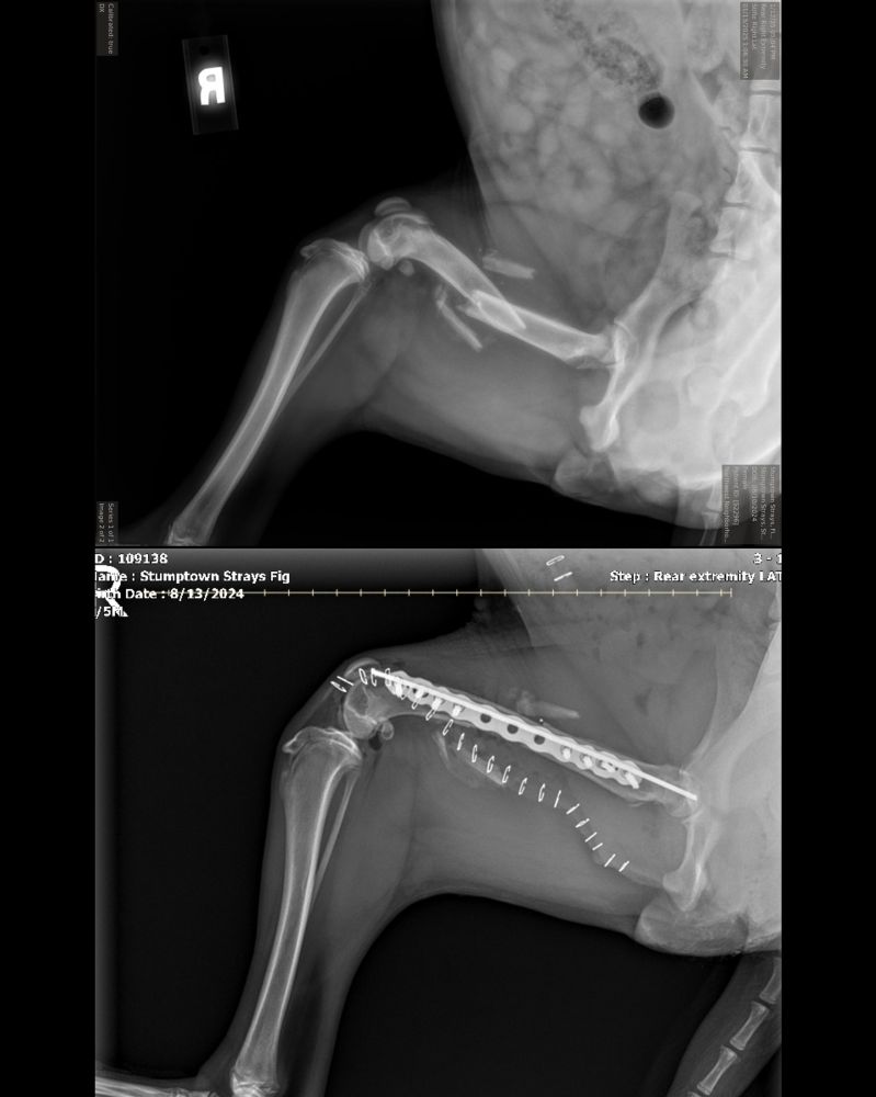 before-and-after x-rays of Fig’s broken leg. in the top film, her femur is snapped in half and there is some overlap between the two pieces. below, her leg is put back together and held in place with a metal rod and screws that show up bright white on the film, and there’s a little squiggly row of staples where her surgery site has been stitched back up.