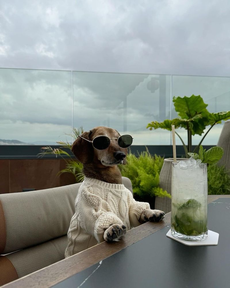 lucas sits in a booth on a rooftop deck with his front paws resting on the edge of a table. he’s wearing his signature sunglasses and a dapper cable-knit sweater with the sleeves cuffed up. there’s a tall mojito sitting on the table before him.