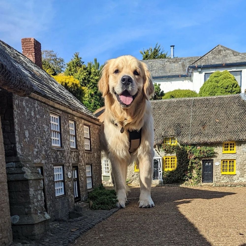a blond golden retriever smiles while standing next to a quaint stone building. the dog’s head is approximately the height of the chimney extending above the roof. a smaller building in the background with yellow windows and black doors only comes up to his shoulder. the blue sky above has a few wisps of clouds overhead.