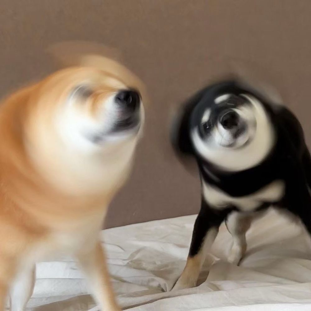 two shibas, one red and one black and tan, whirl their heads and necks back and forth so quickly that their features are just a round blur.