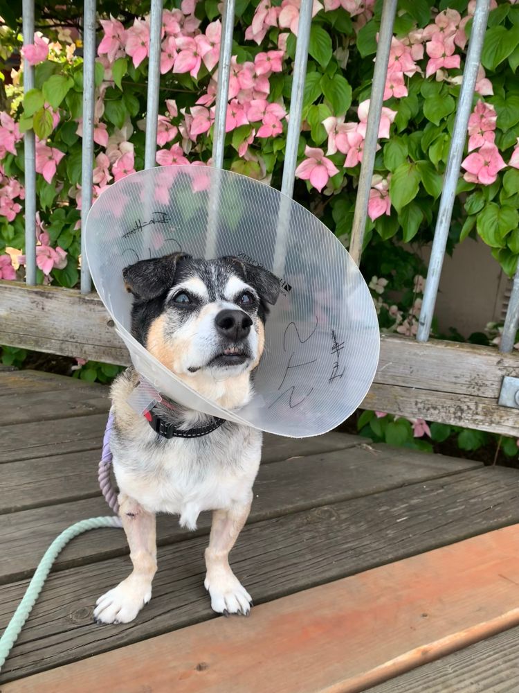 the tricolor senior dachshund mix sits on a porch with a big plastic cone around his neck. the teensiest peek of teef is showing under his top lip.