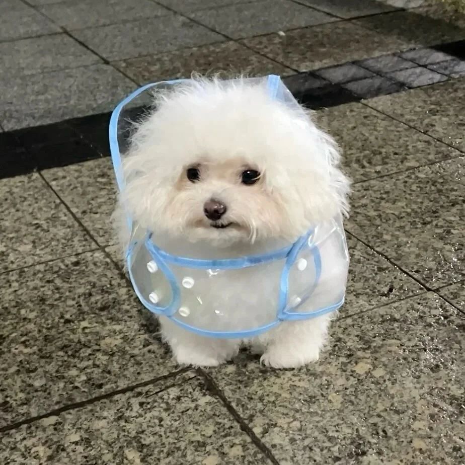 the little white pup’s rain jacket hood has slid backwards off their head, exposing their soft fluffy noggin to the elements. their expression is disconcerted at best, distraught at worst. 