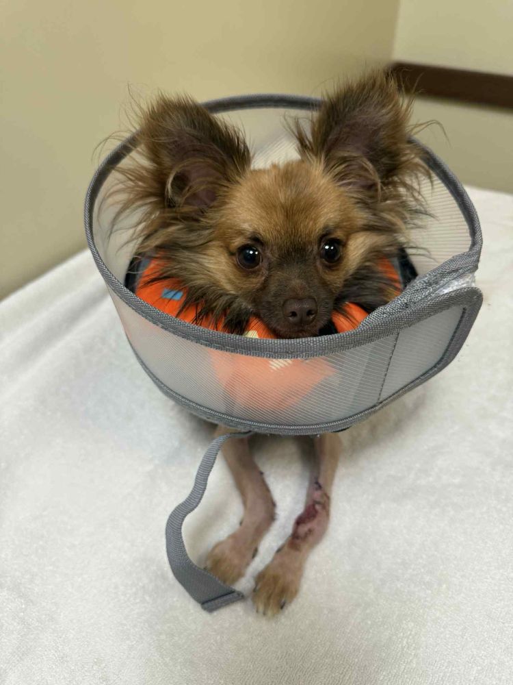 a tiny and incredibly fluffy dog with brown and tan fur sits on an exam table. he's wearing a plush donut and a plastic cone to prevent him from accessing his front legs, both of which are very broken and are angled in a way that they just shouldn't be.