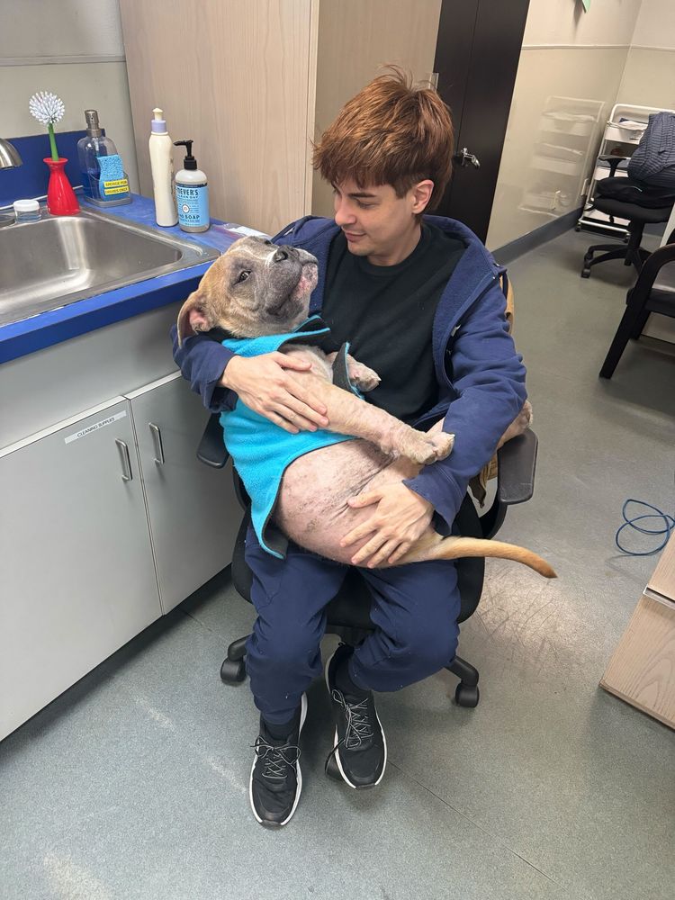 a person in a black shirt and blue hoodie holds a snuggly dog in their lap. the pup is wearing a bright blue shirt and looks very content.