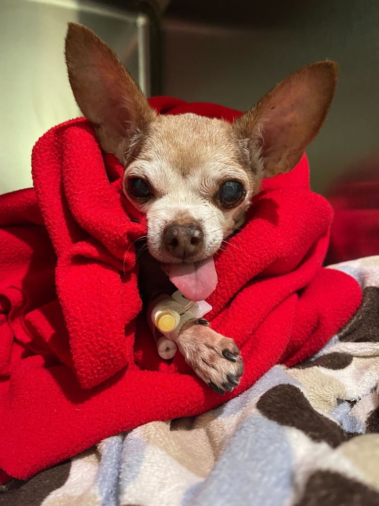 the senior chihuahua is in a vet kennel and wrapped up in a red blanket. only her head and one front paw are sticking out. her tongue is falling out of her mouth as she looks at the camera. her magnificent ears are standing up.