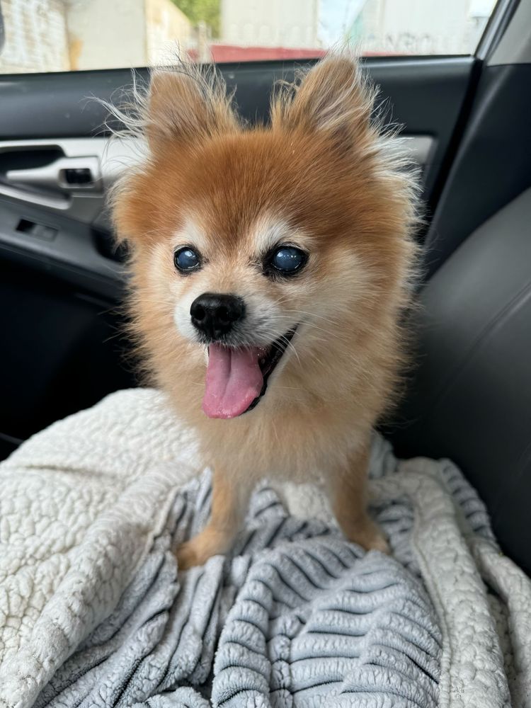 Roger grins widely as he stands on top of a blanket on passenger car seat.