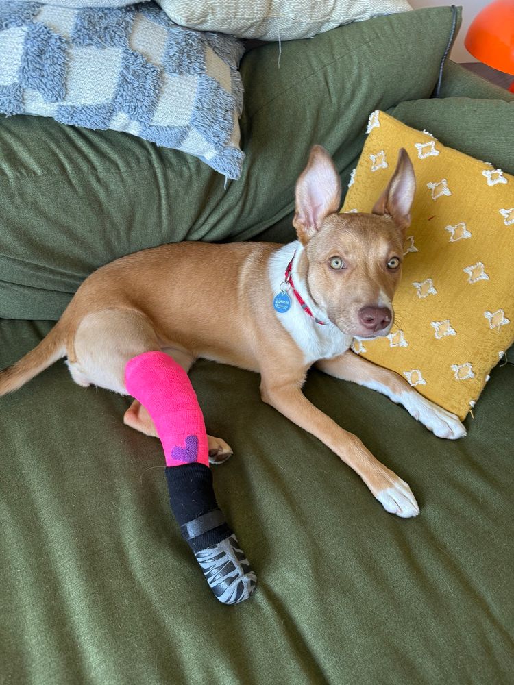 a light brown dog with a white ruff around her neck and white front paws lays on a green sofa surrounded by pillows and looks up at the camera. she has super light hazel eyes and enormous upright ears, and she’s wearing a pink cast on her back right leg.