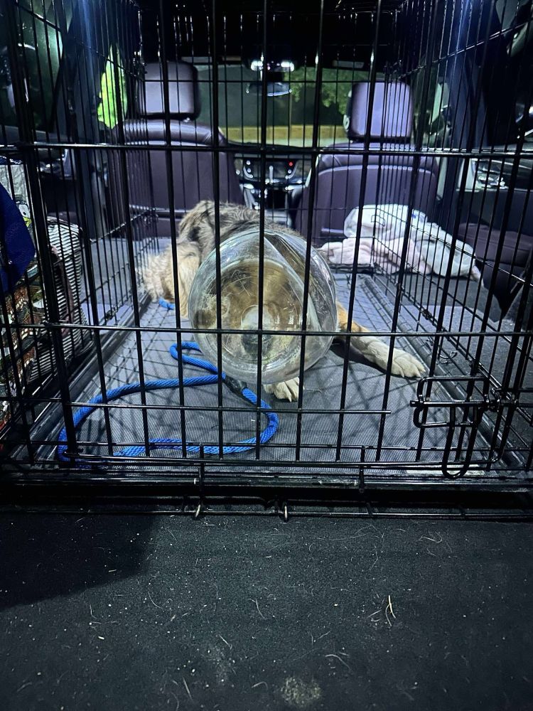 Dallas splays out inside a crate in the back of a car. The empty plastic jar is still around her head, but she has been rescued. 