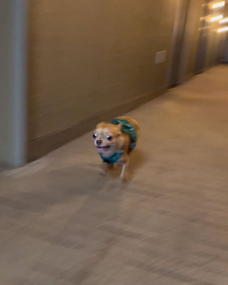 a brown chihuahua in a green harness is absolutely flying down a carpeted hallway. his eyes are wide, ears back in sport mode, and legs an incomprehensible blur.
