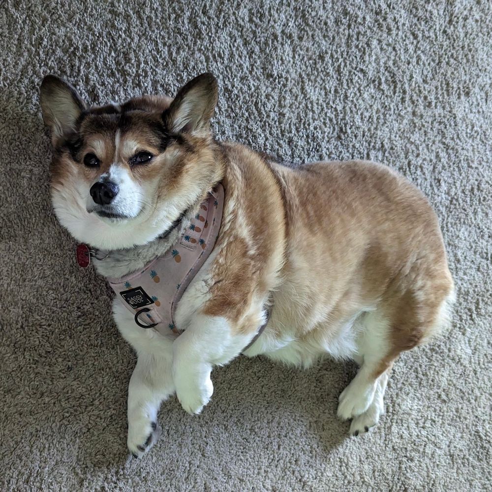 a toasted brown corgi lays on her side on a beige carpet. she's a bit overweight, so she has extra rolls around her head to cushion her face as she stares up at the camera.