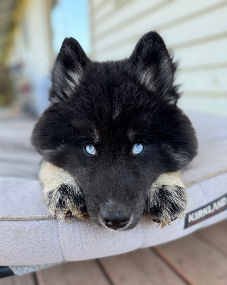 kaito rests his black face between his two white paws and looks up at us with his blue eyes. he's resting on a big pet pillow.