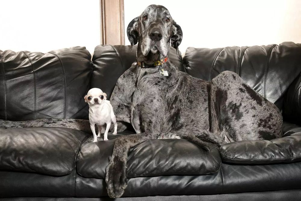 a grey and black great dane takes up most of the space on a black sofa. his size makes him appear to be very regal, but his droopy ears and soft eyes tell us he's a gentle giant. standing next to him on the sofa is a tiny white chihuahua, who barely comes up to the great dane's shoulder - and he's sitting down! 