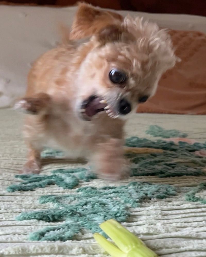 our tiny puppy friend is now in attack mode, making her next attempt to take on his celery enemy. the outcome is unknown. 