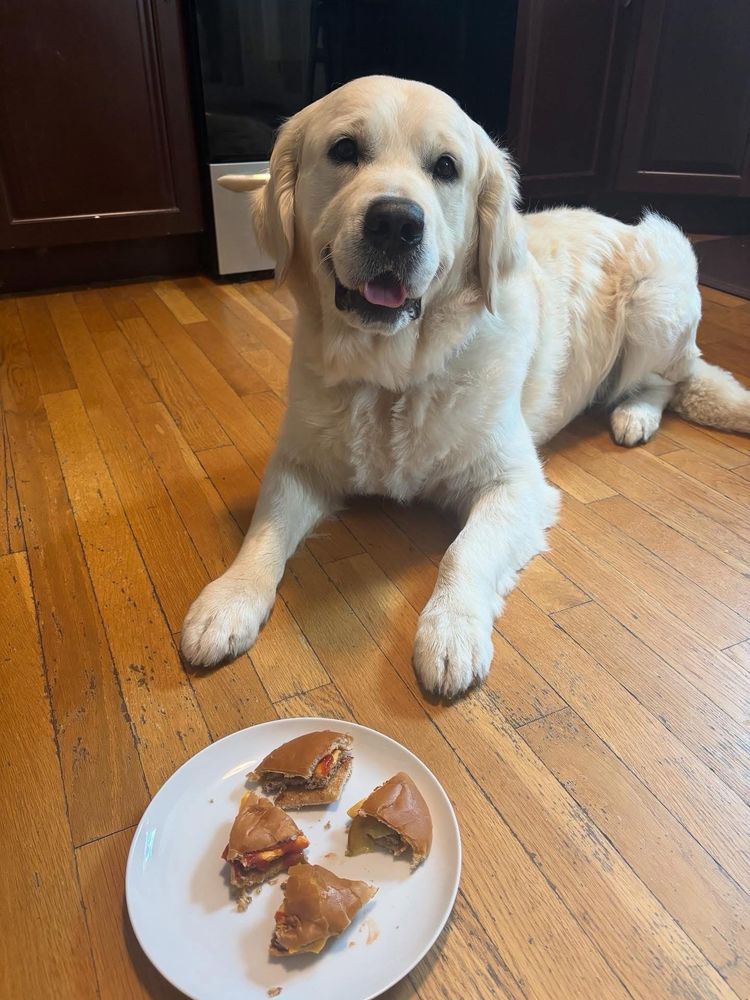 a photo of a blonde golden retriever named Cruiser, sitting on a wooden floor as he stares into the camera with an open mouth. in front of him is a burger that is cut into fourths. 