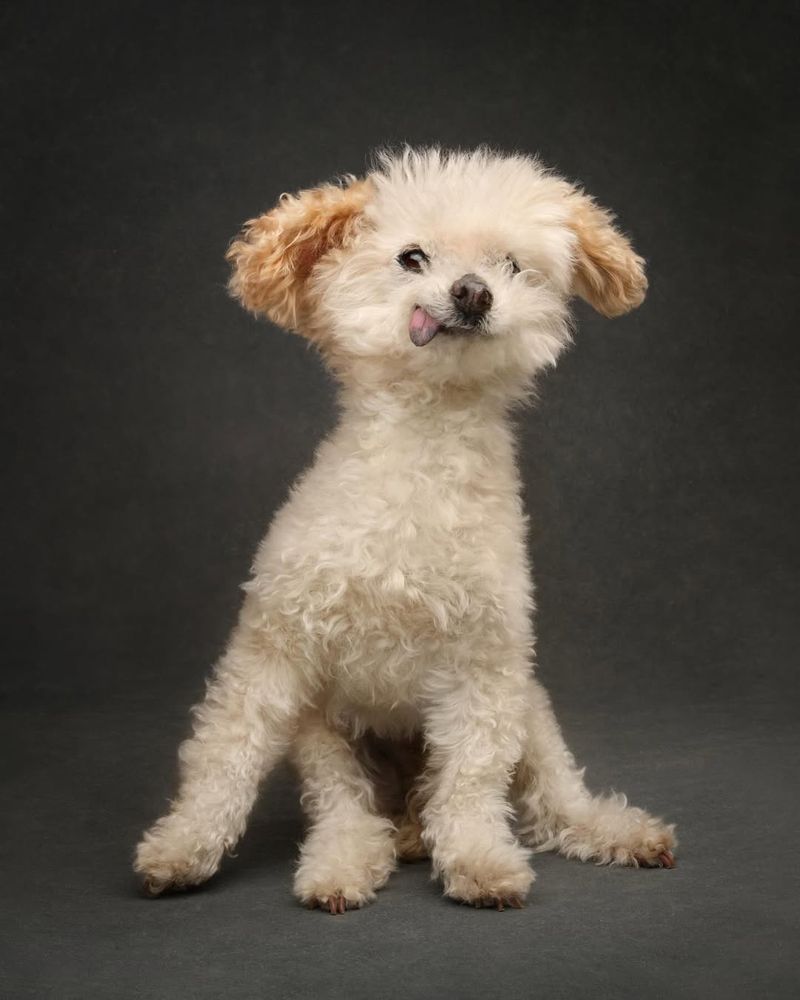 marigold’s cheesing for this one. she has her paws alternating front, back, front, back, as she sits against the gray backdrop and grins. she’s leaning a little to one side, her ears are in motion, and her tongue is ever present.
