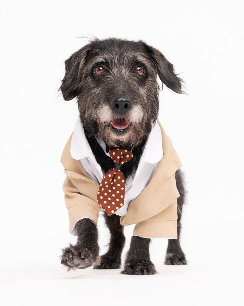 a 30-pound black terrier mix with gray in his face and beard struts toward the camera with his front right paw mid-step. he's wearing a light tan suit with a white collared shirt and a brown polka dot neck tie that matches his warm brown eyes. he is ready for his first day as CEO.