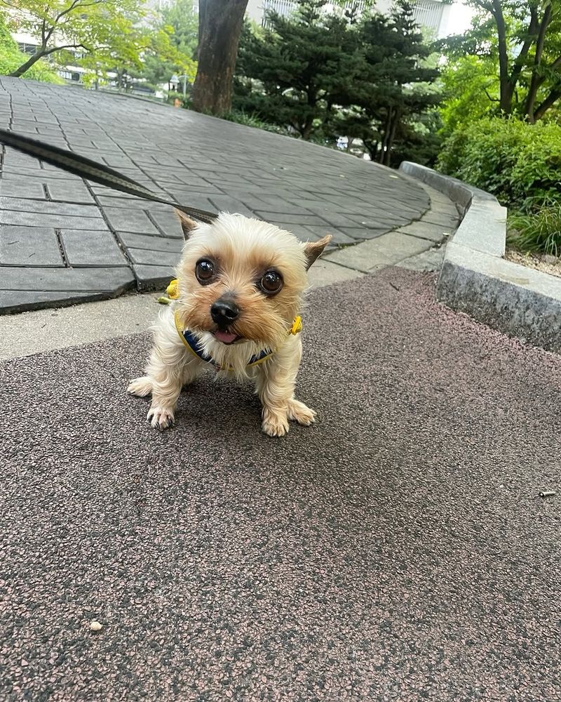 a senior pup yorkie with blond fur sits on a textured sidewalk. his big, round eyes stare at the camera and his pink tongue peeks out from his mouth.