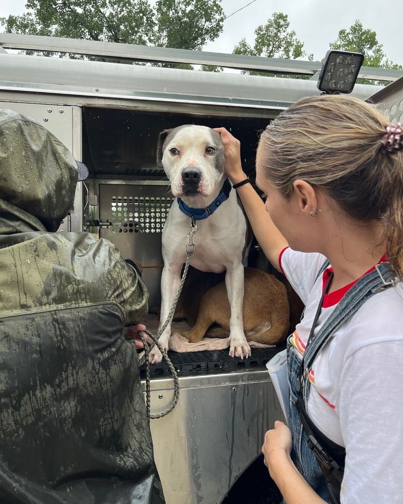 a person in overalls reaches over to pet a white and gray pittie who’s standing in a crate in a transport vehicle. they look a little nervous, and there’s another brown dog in the compartment with them, facing away from the camera. the people are soaked with rain.