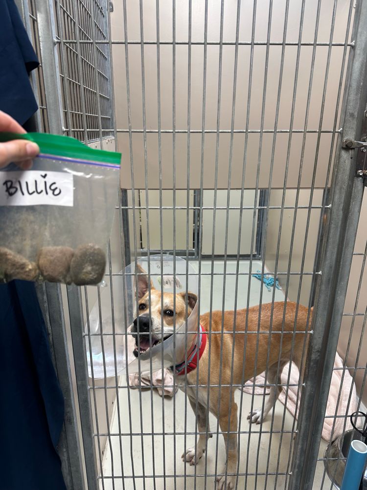 a tan dog wearing a plastic cone stands in a kennel. a person is holding a plastic baggie in front of the pup's kennel. inside the baggie are several large stones, and it's labeled 'Billie' with a heart over the second 'I.' Billie the dog looks so proud as she poses with her rock collection.