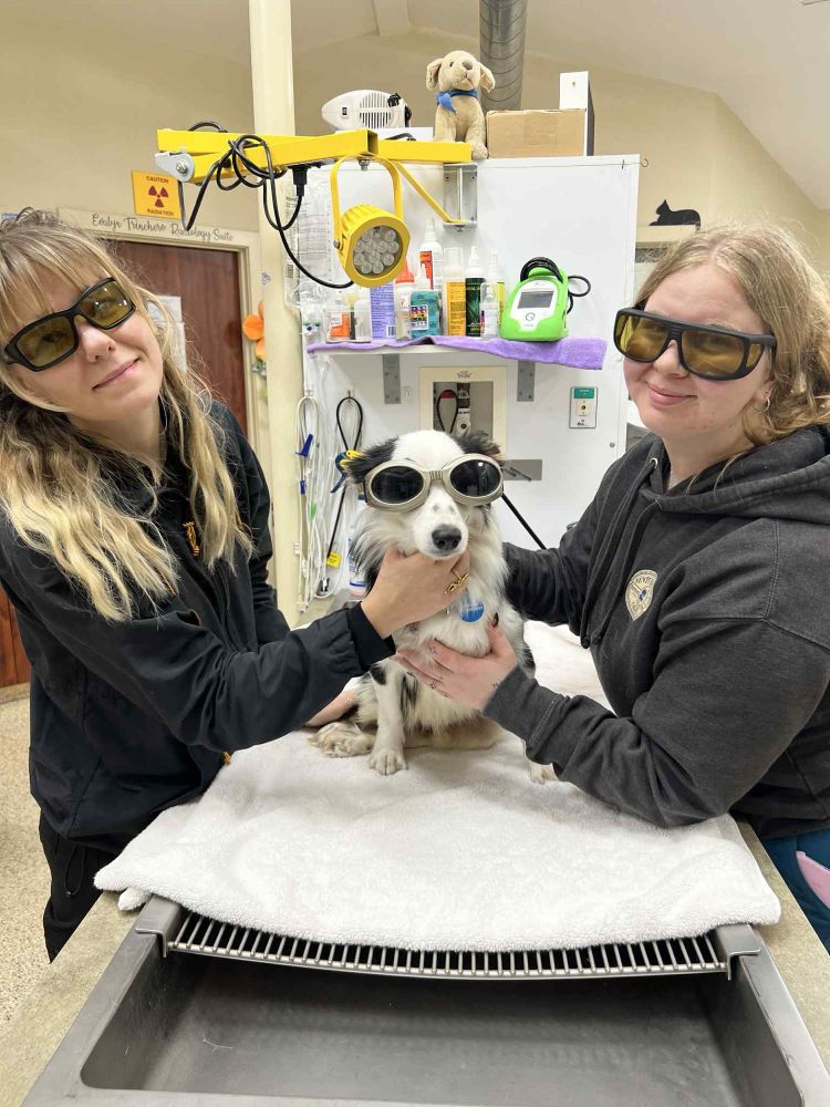 2 humans wearing sunglasses gently place their hands on Ricky, who is also wearing sunglasses, in a medical environment. 