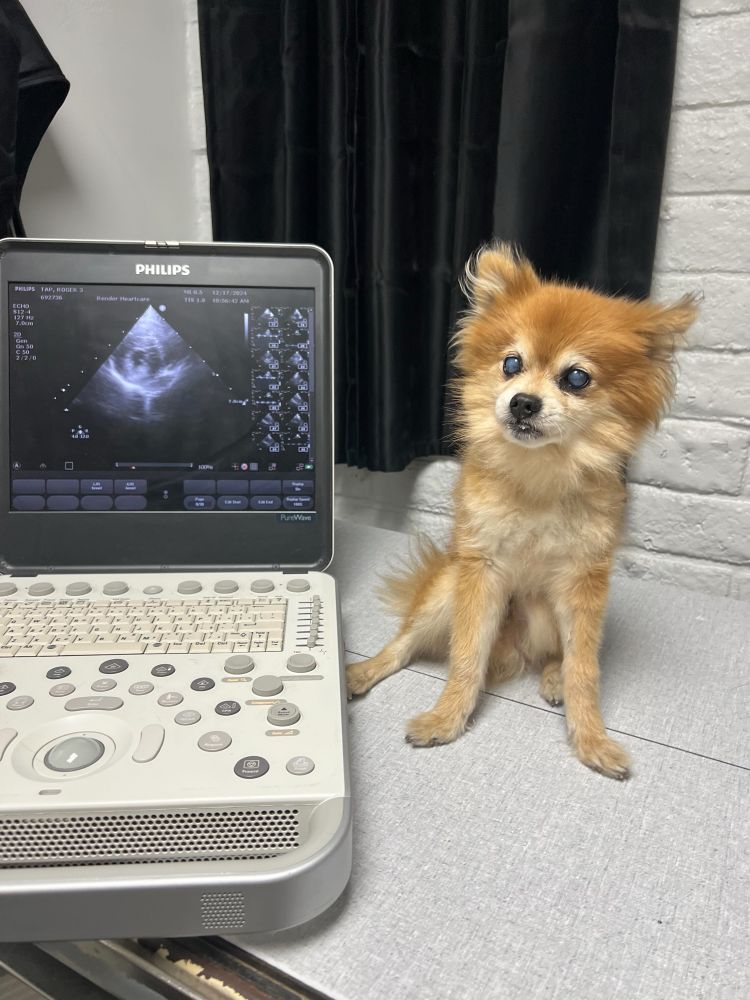 an image of Roger sitting on a gray surface next to a screen that shows his ultrasound. Roger is staring into the camera as he sits in front of a black curtain. 