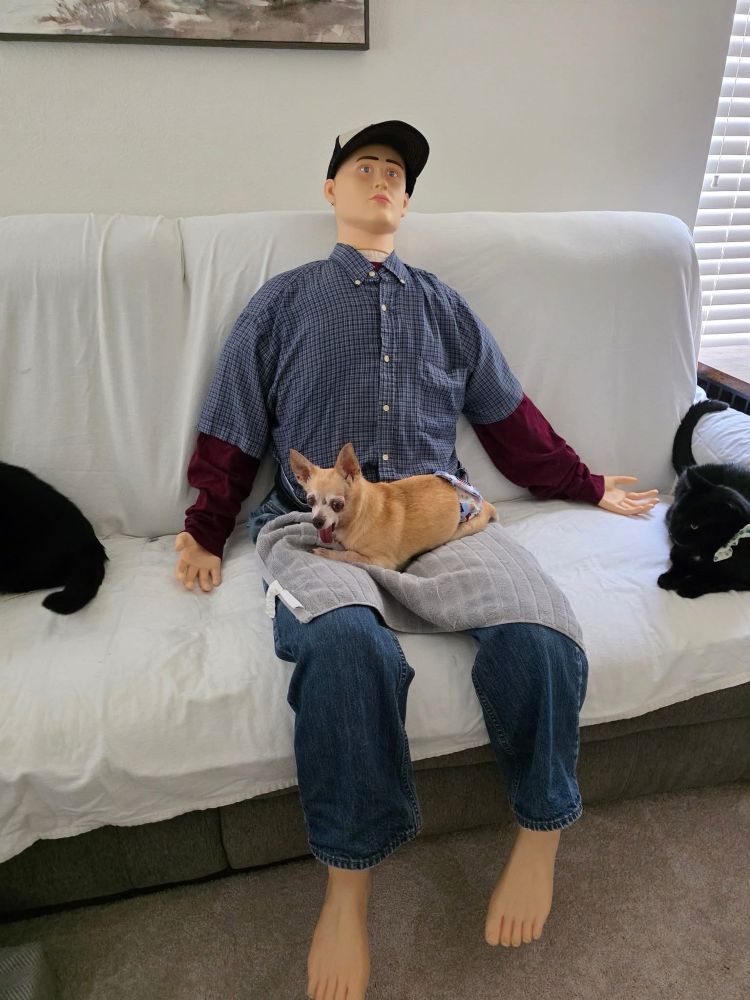 Dingo, a tan senior chihuahua, sits on the lap of a life-size human dummy. the dummy is wearing a baseball cap, a long and short-sleeve shirt, and a pair of blue jeans. both are on the couch inside a home. Dingo looks perfectly happy and his tongue gives a little blep.