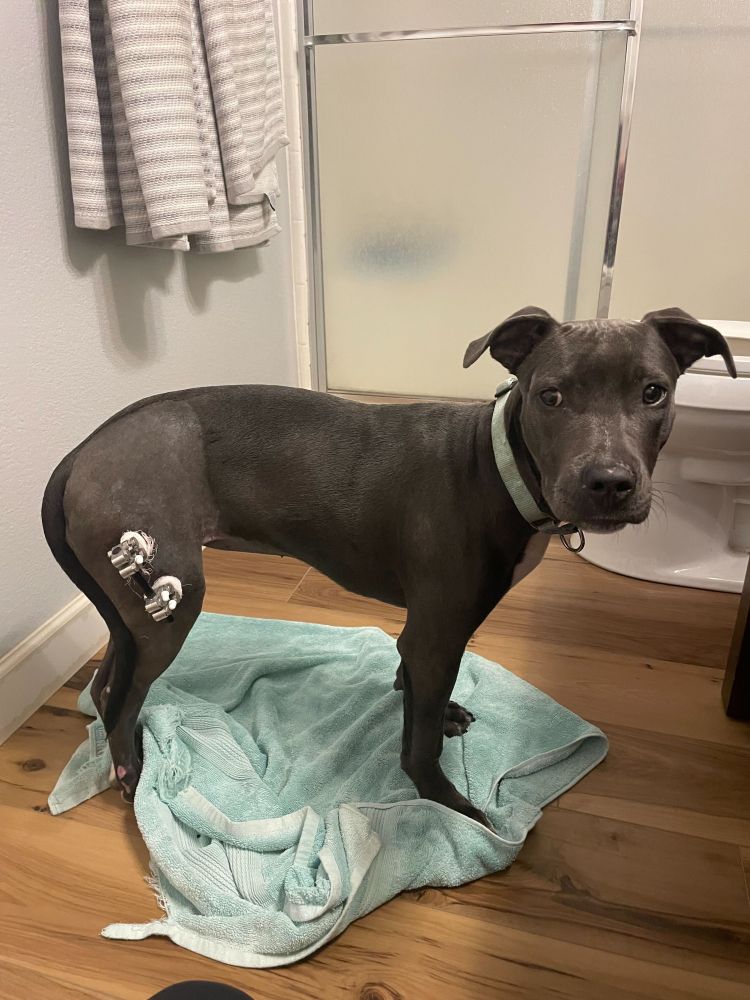 a grey staffordshire and pit bull mix pup stands in profile in a bathroom on a blue towel. she's looking over at the camera with floppy ears and a wrinkly forehead. her hind leg is shaved with external medical hardware attached.
