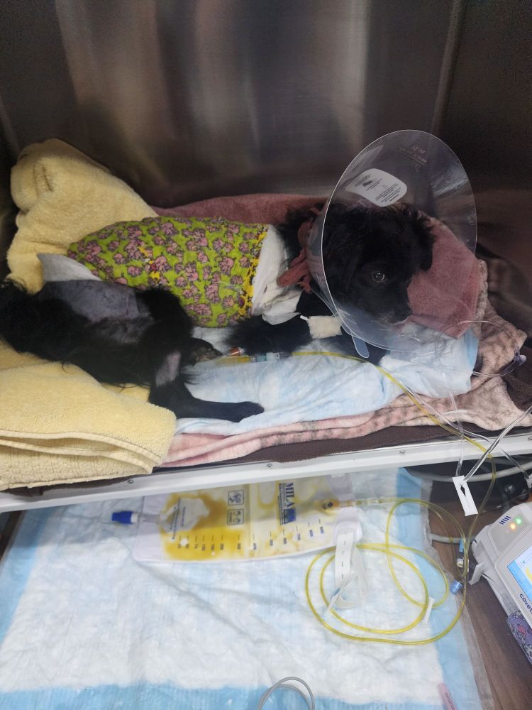 smokey is cuddled up in a kennel on a pile of blankets and towels. he still has a cone on, but it’s a smaller one, and clear plastic. his body is wrapped in bandages with a lime green and pink pattern. all sorts of tubes run in and out from his little body, and he looks a little embarrassed about the whole ordeal.