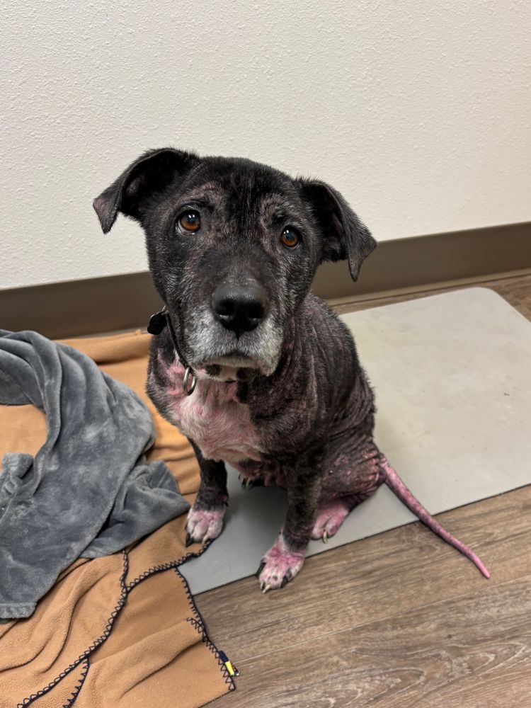 a black pit bull sits on a collection of towels and blankets and patiently looks up at the camera with large brown eyes. her paws are raw and pink, she has very little hair, and her pink tail is hairless. 