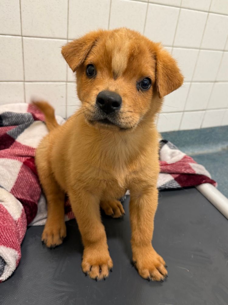 a tan puppy sits on a gray surface and looks at the camera. she has a bump in the middle of her forehead with a tuft of lighter colored fur, and her eyes are wideset. she's a magical unicorn.