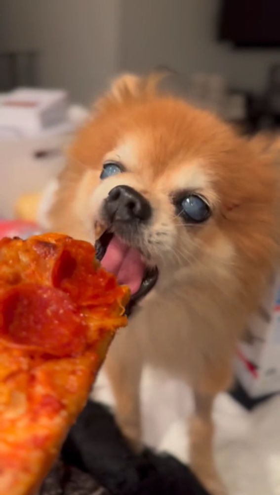 Roger with an open mouth prepares to chomp down on a slice of pepperoni pizza that's as big as his head. 