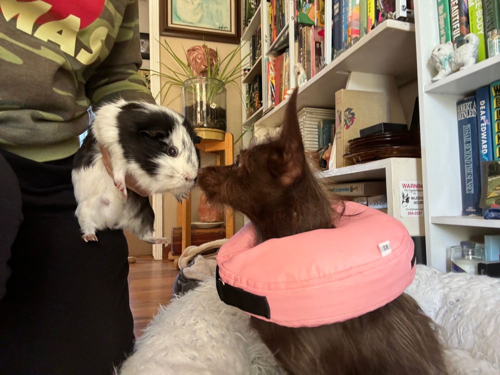 a brown dog with pointy ears with a pink pillow wrapped around her neck booping noses with a white and black spotted guinea pig.