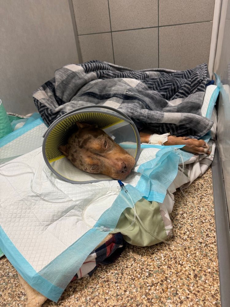Yena is laying down in her room and covered with two blankets. she's wearing a cone and her heavy eyes indicate exhaustion. 