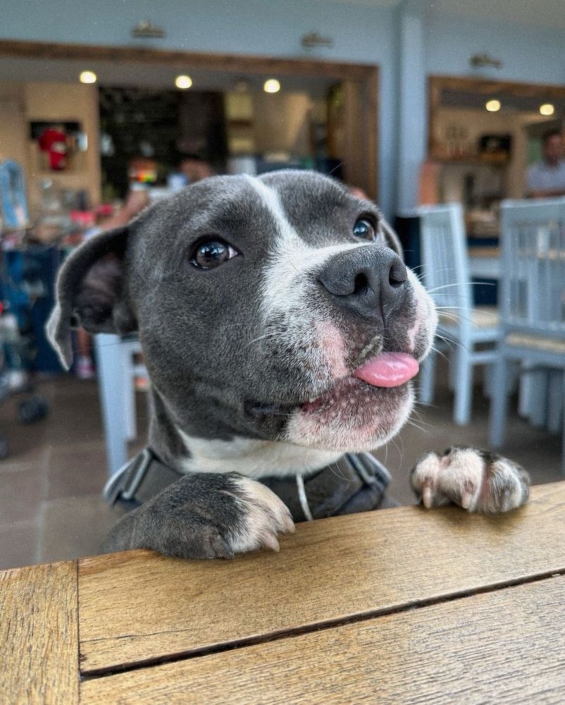 a gray and white pup with a blocky head has her paws up on the edge of a wooden table. her ears are back very demurely, and she’s sticking the tip of her tongue out while making super intentional eye contact with you.