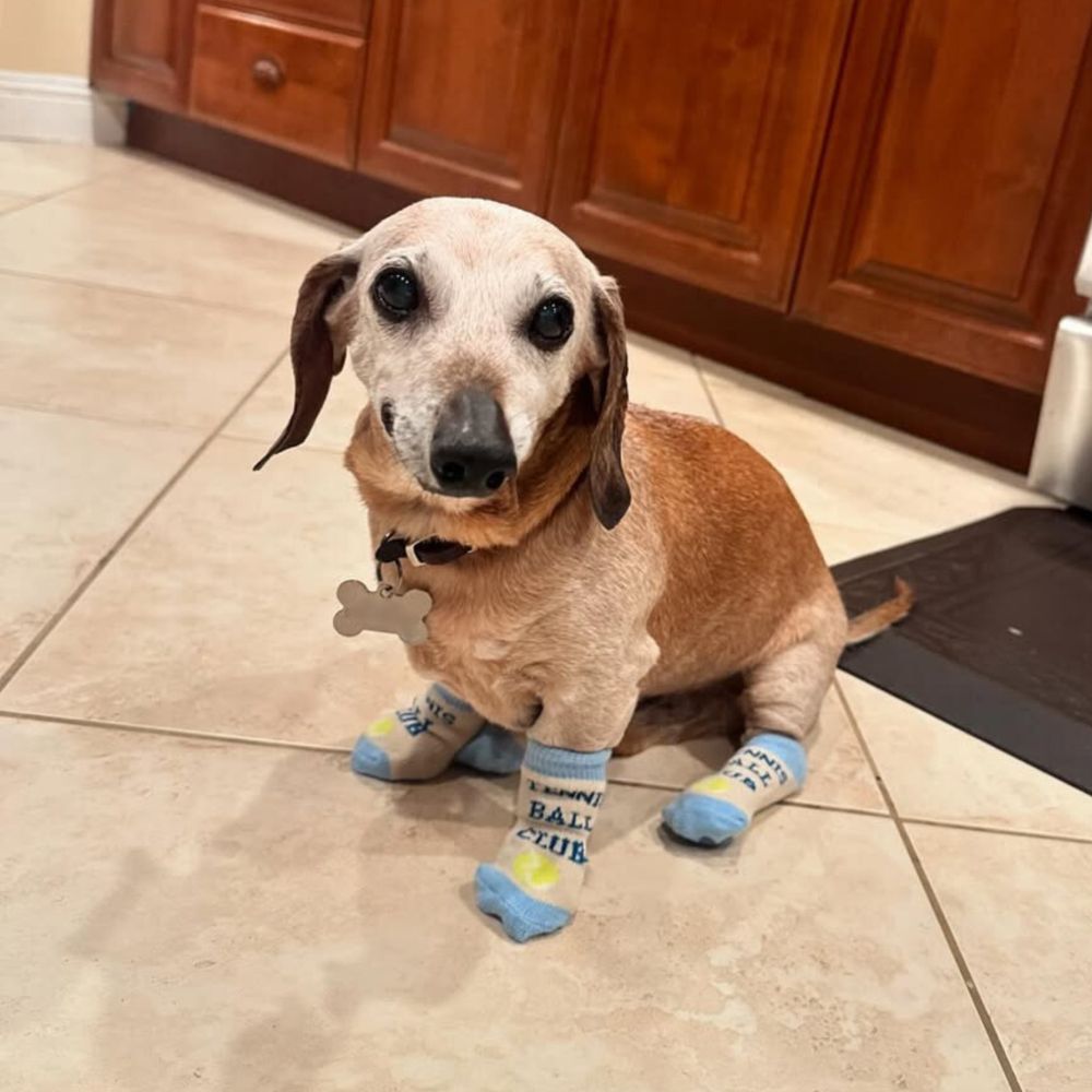 an elderly brown dachshund with a completely white face and dark eyes sits on beige tile floor in a kitchen. he's wearing blue and white socks on each of his feet that read, "tennis ball club" with an image of a tennis ball. Obi the senior dachshund looks at the camera with a slight smile.