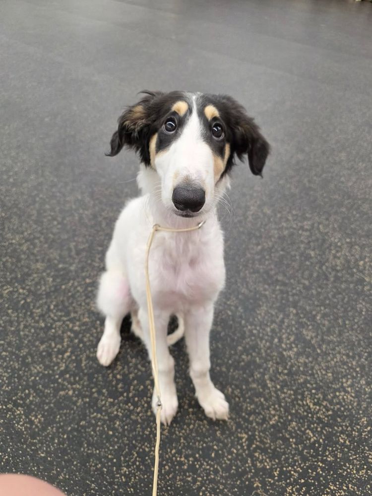 a white borzoi puppy with black ears and tan eyebrows sits on gray flooring. she looks up with wide puppy eyes, her front spindly legs planted firmly on the floor in front of her.