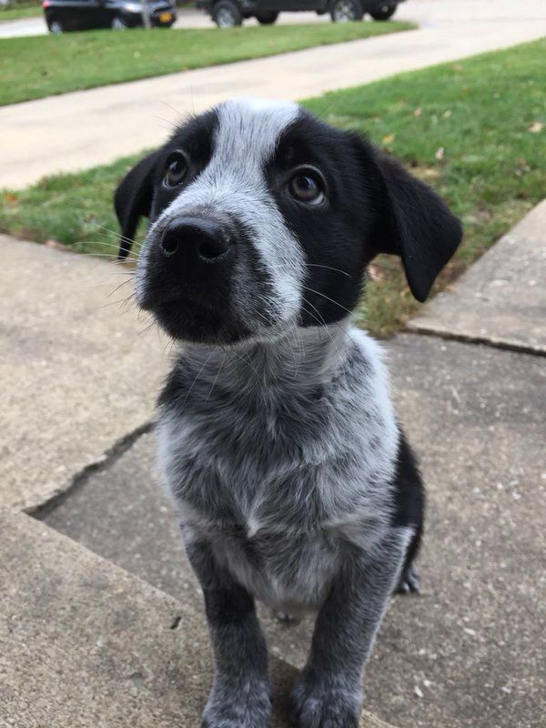 a black and gray australian cattle dog puppy stands politely at a concrete porch. his back paws on the sidewalk while his front paws rest on the step in front of him. he looks up past the camera with gray-green eyes, and his black ears look velvet-soft. there's a little tuft on the center of his gray chest where his fur patterns blend that's just begging to be scritched.