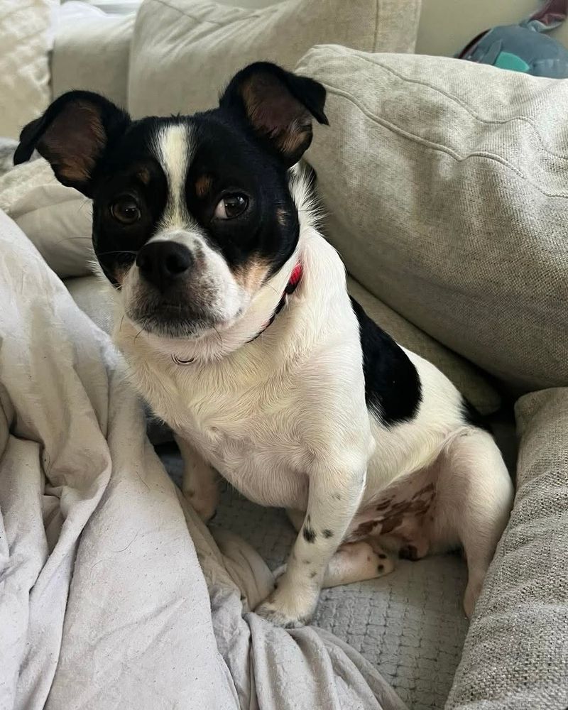 a black and white dog sits on a throne of gray pillows and glares at the camera. his black ears have what would otherwise be cute floppy tips, but we fear they’re mostly just judgemental.
