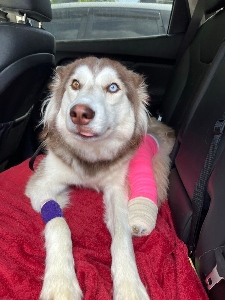 a husky named Shelby rests on a red towel in the back seat of a car. her face white with a halo of light brown fur. her left rear leg is bandaged in bright pink, and a purple bandage is on her right front paw. her eyes, one blue and one brown, look towards the camera. 