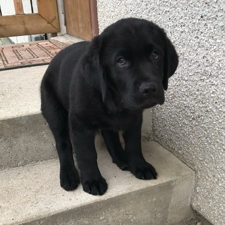a little black lab puppy sits on two concrete steps with the most defeated expression on its face. all four of their paws are tucked onto one step, while their booty is plopped on the step above. this could be permanent for all we know.