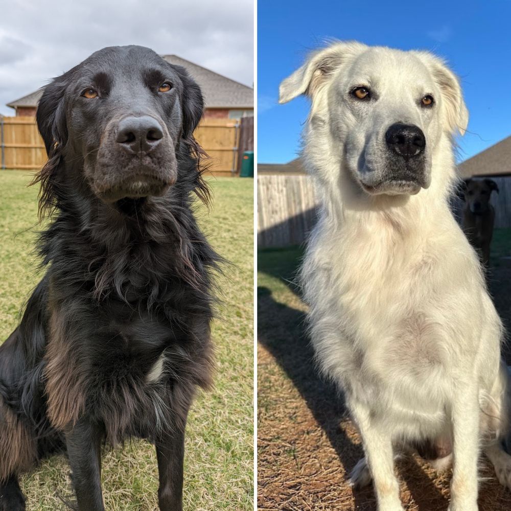 two side-by-side photos of the same dog sitting in a fenced-in backyard. on the left, he’s solid black. on the right, his fur is solid white. he has the same calm golden eyes in both pictures. 