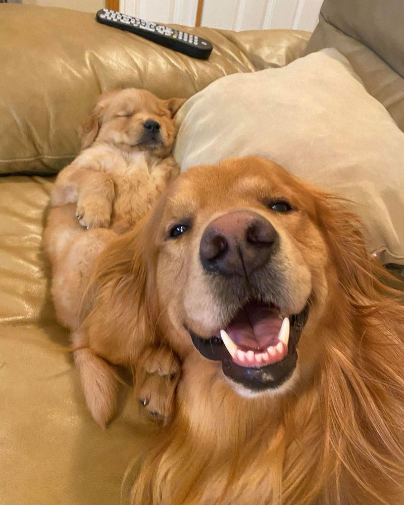 an adult golden retriever smiles wide with his face close to the camera. a puppy golden retriever is asleep on the couch behind him, belly up and with his cheek smooshed up against a pillow